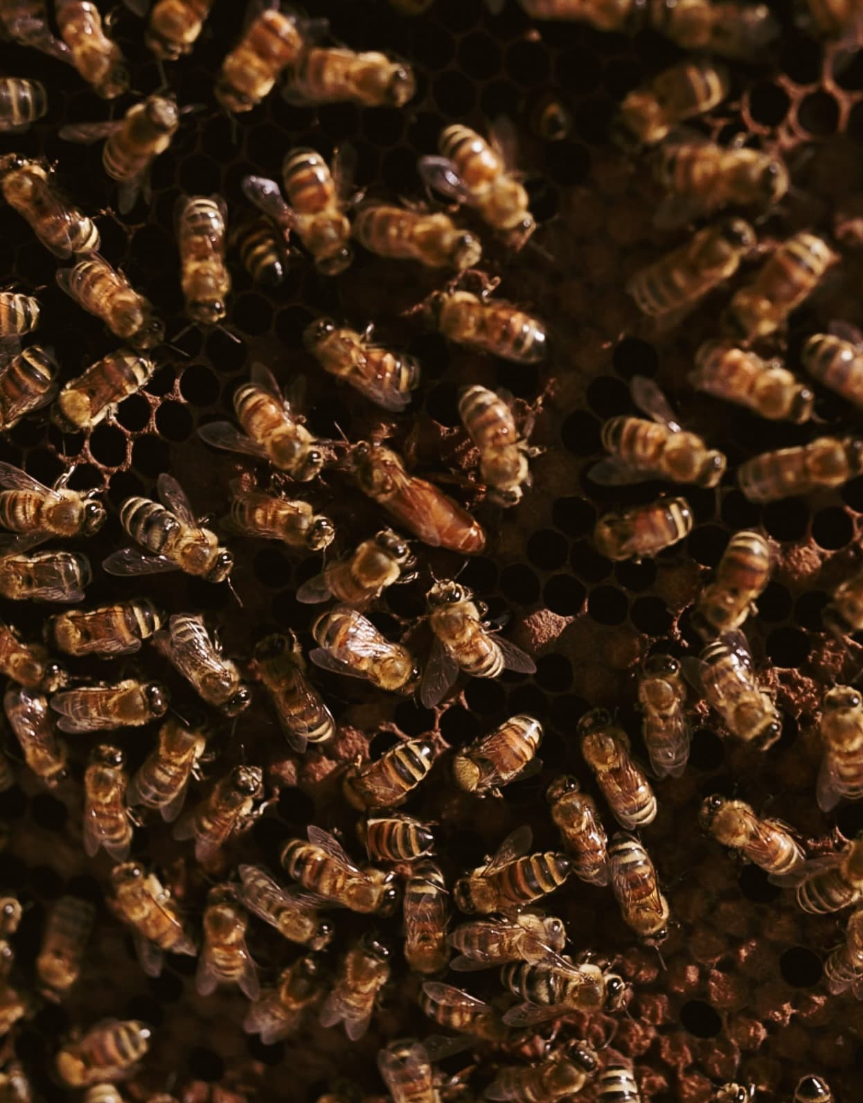 Bees on brood comb.
