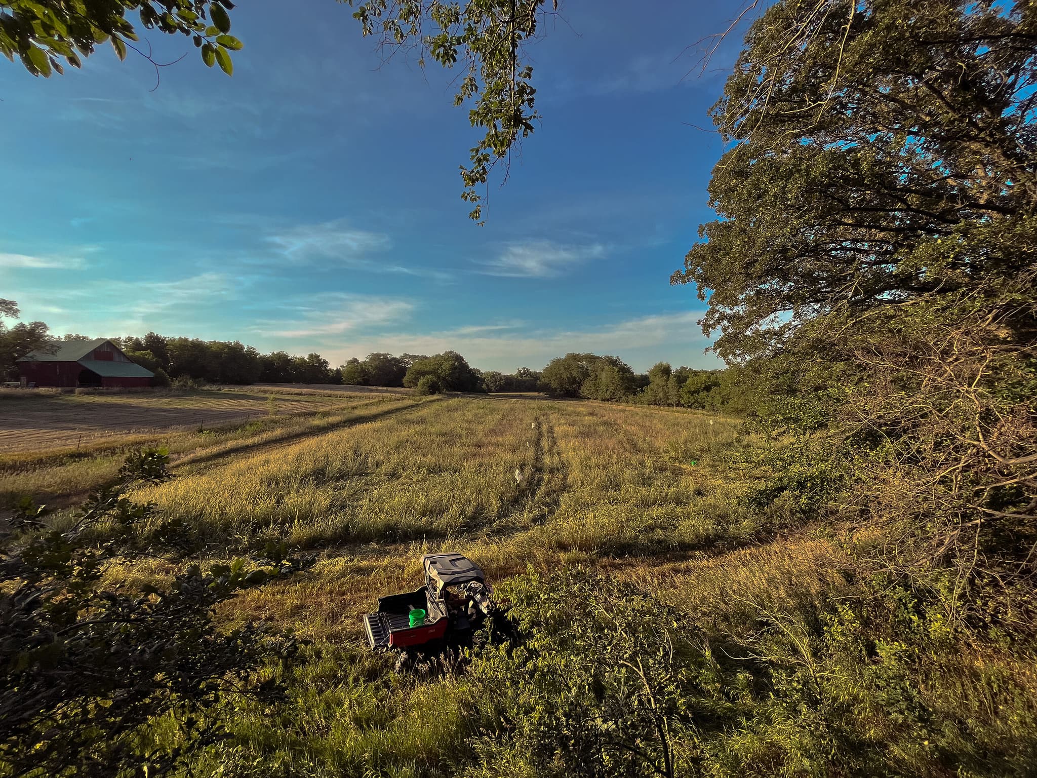 The corn field we are converting into our home site, looking toward the barn at golden hour.